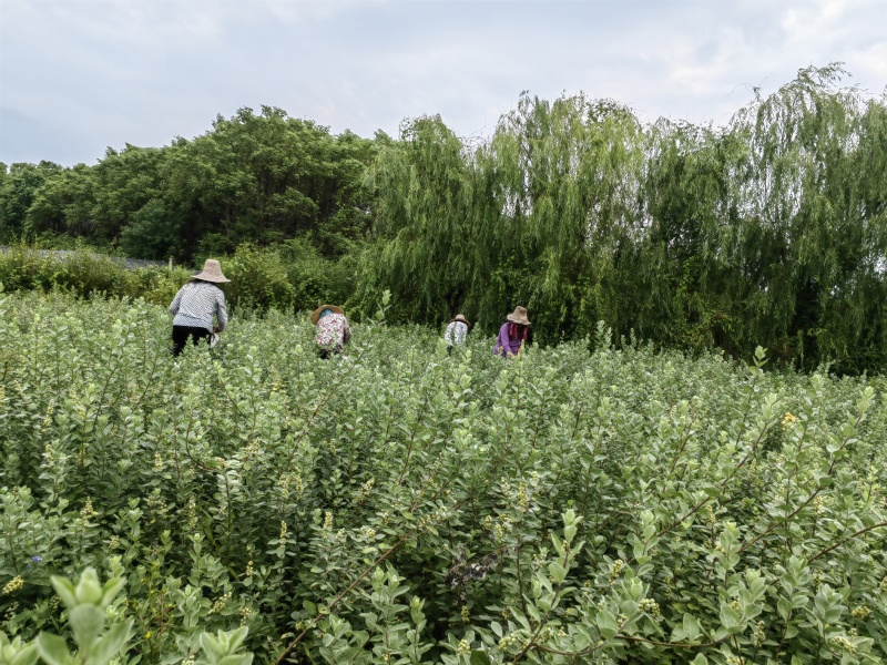 【蔓荆子苗】江西原产地直供常年有货大小规格齐全成活率高根粗壮