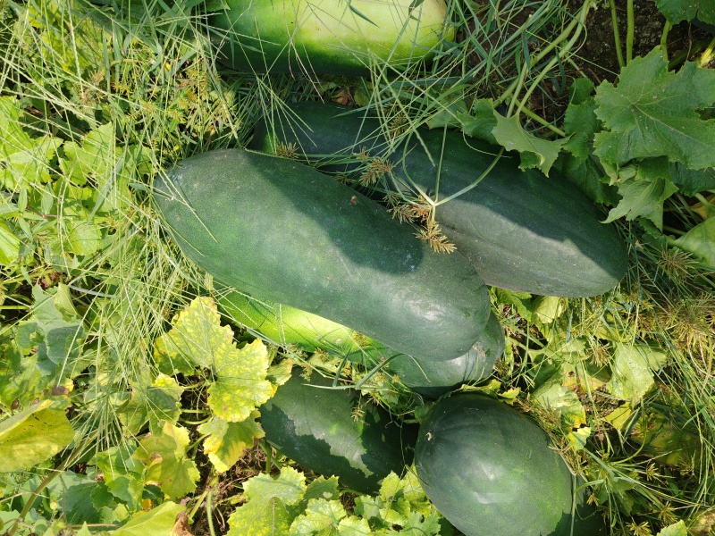 大量优质地冬瓜，基地直发，条形好，颜色好，新鲜耐运输
