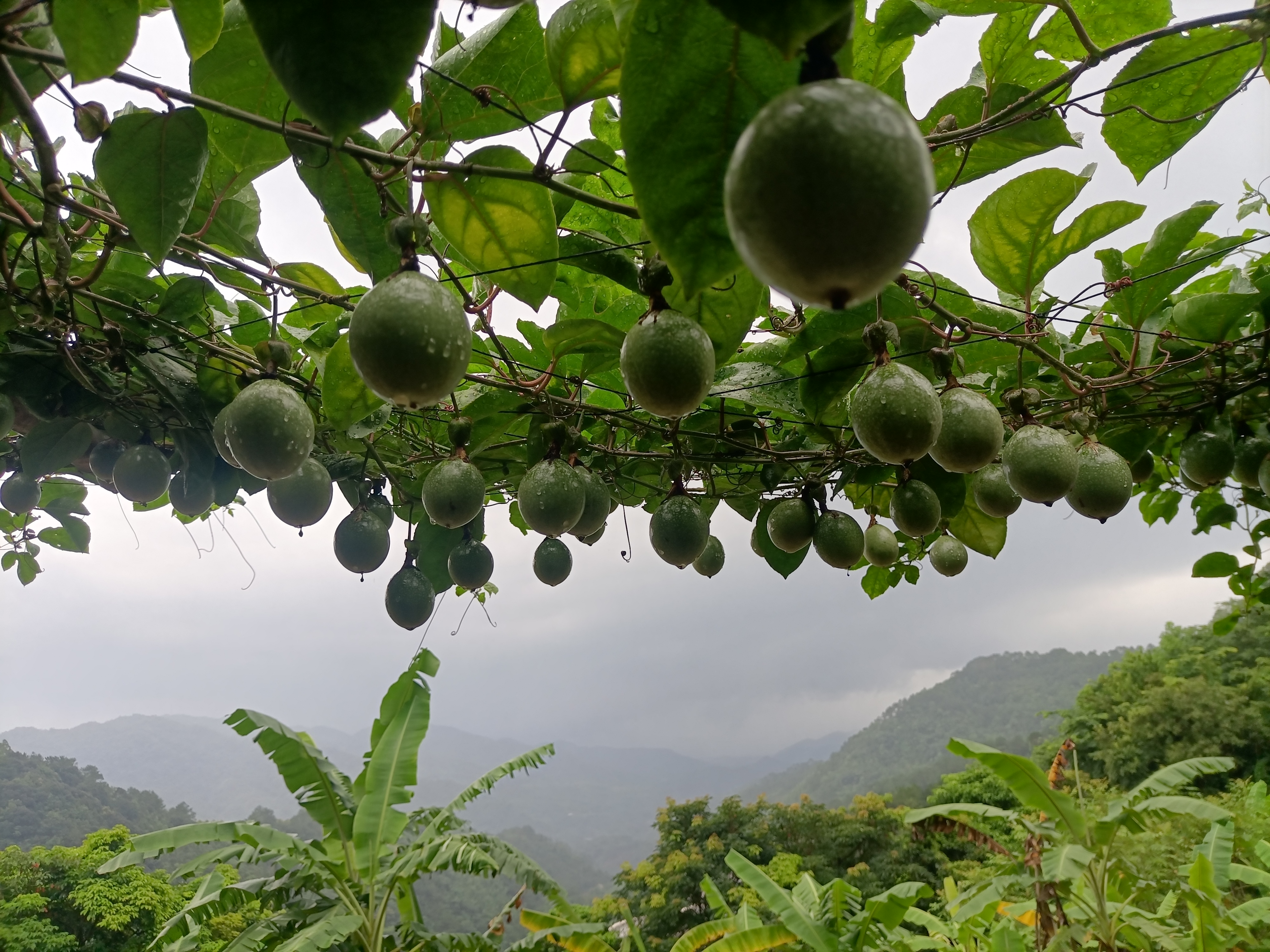 一张木桌上摆放着一个牛皮纸袋,袋口微开露出部分青色百香果,旁边放着两根香蕉,桌面上散落着几片落叶,营造出自然温馨的家庭催熟场景 家庭环境下百香果催熟场景
