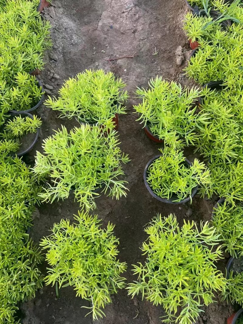 地被植物佛甲草120杯，基地有量，价格优惠，欢迎订购。