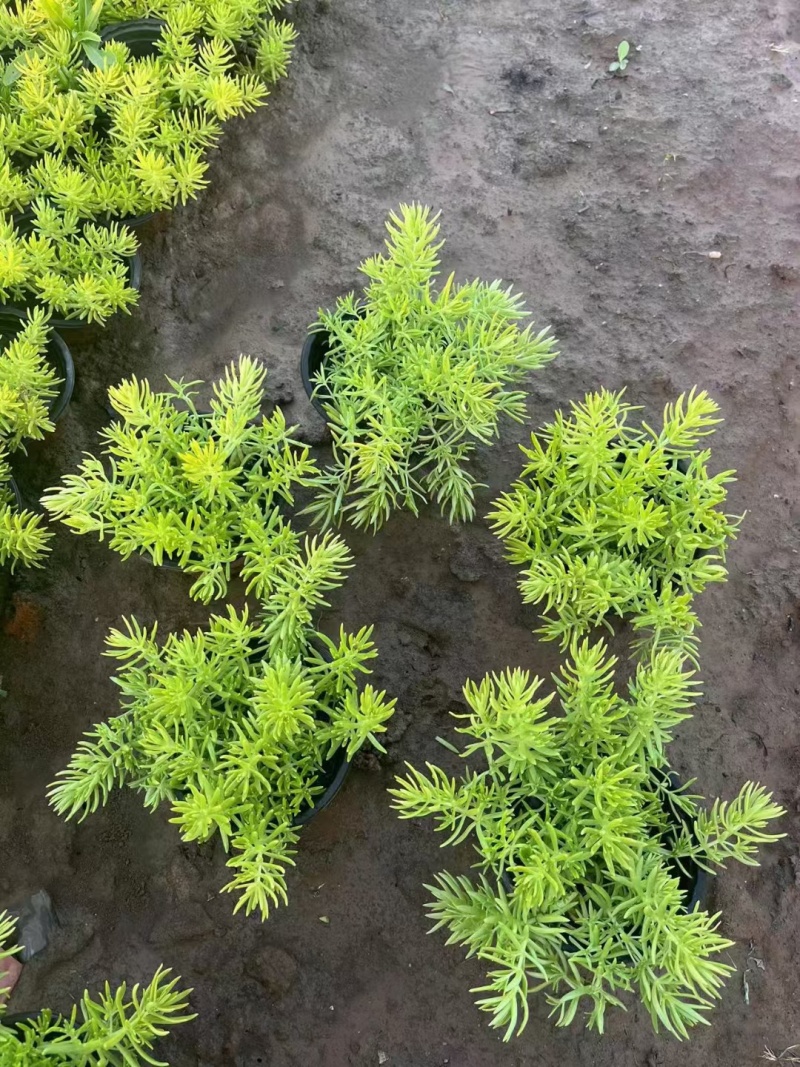 地被植物佛甲草120杯，基地有量，价格优惠，欢迎订购。
