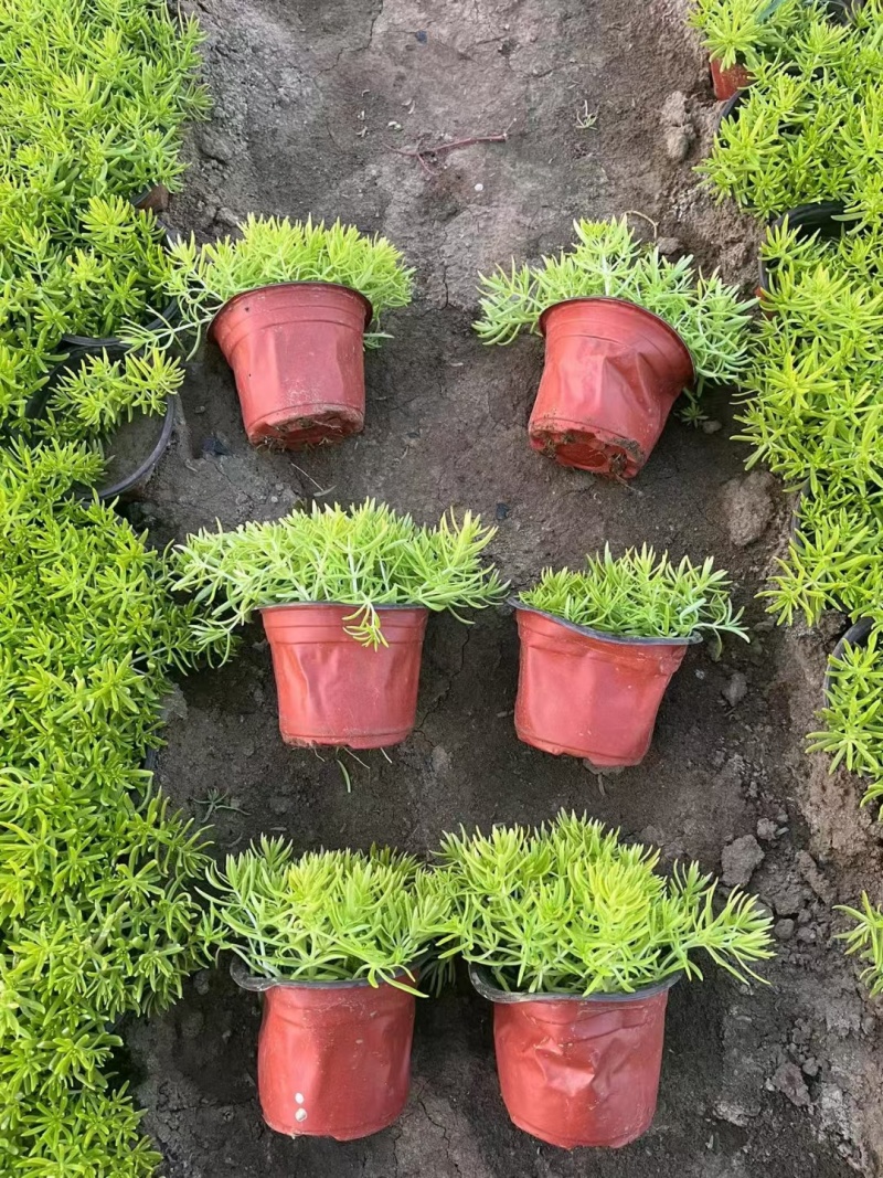 地被植物佛甲草120杯，基地有量，价格优惠，欢迎订购。