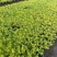 地被植物佛甲草120杯，基地有量，价格优惠，欢迎订购。
