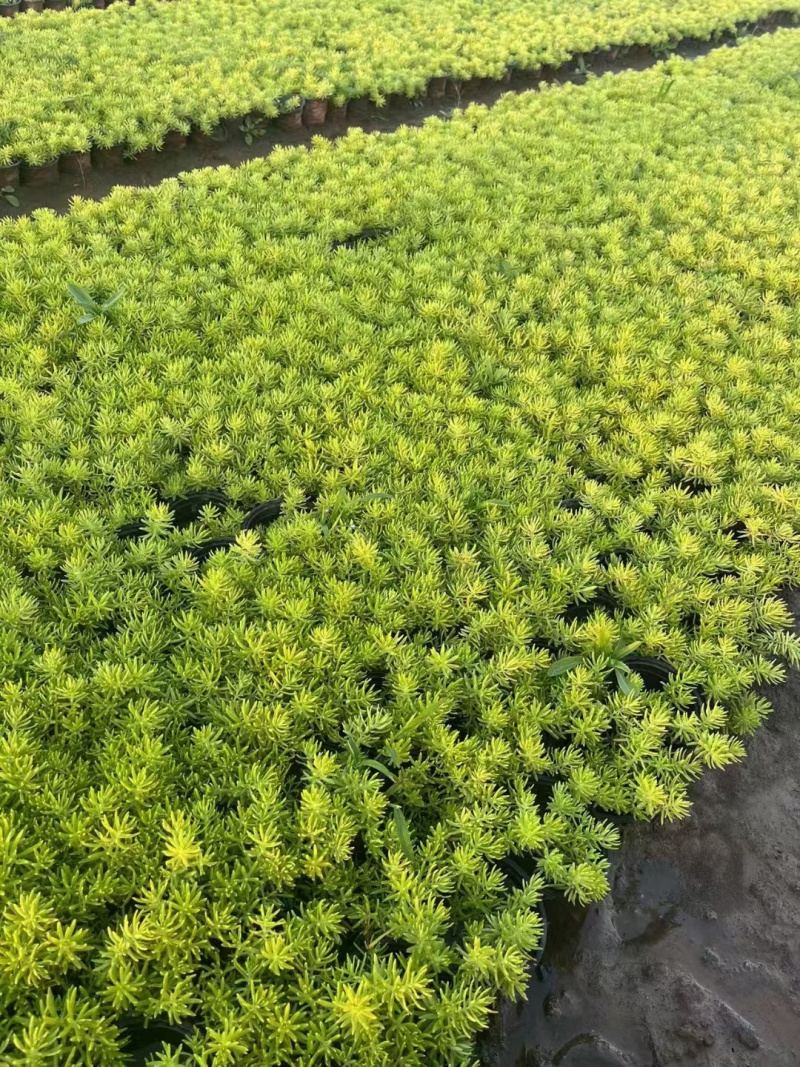 地被植物佛甲草120杯，基地有量，价格优惠，欢迎订购。