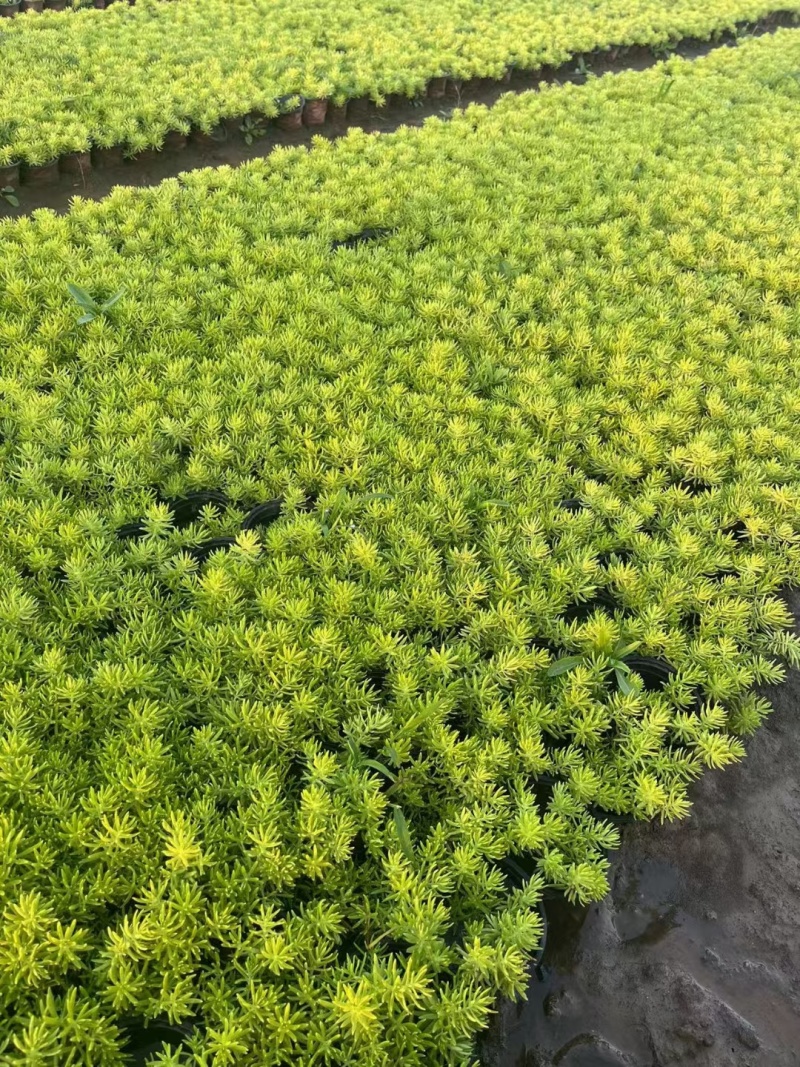 地被植物佛甲草120杯，基地有量，价格优惠，欢迎订购。