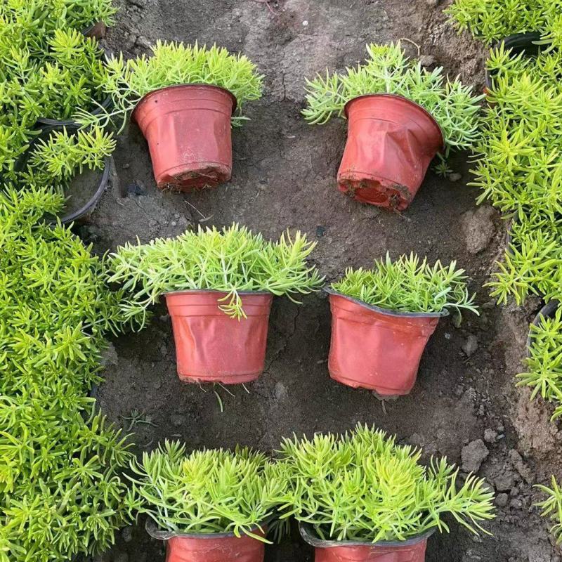 地被植物佛甲草120杯，基地有量，价格优惠，欢迎订购。