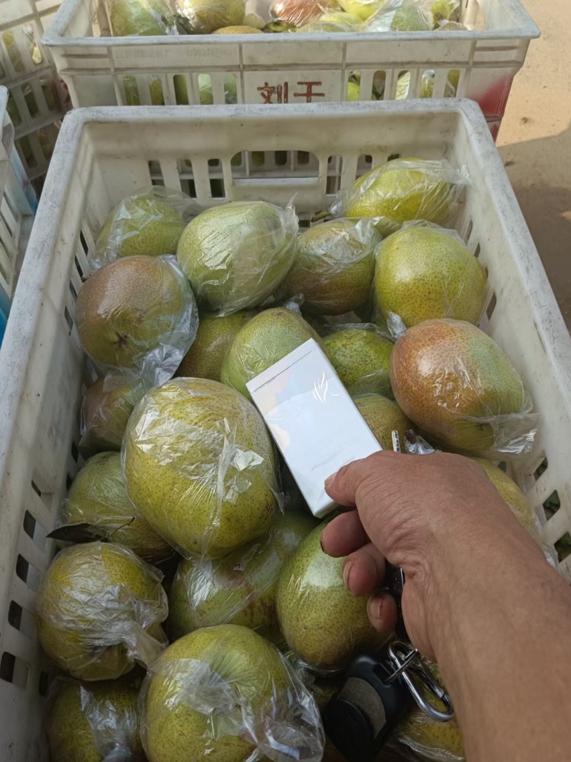 【红香酥梨】河北赵县梨甜度高口感脆甜入口化渣颜色靓丽果形好