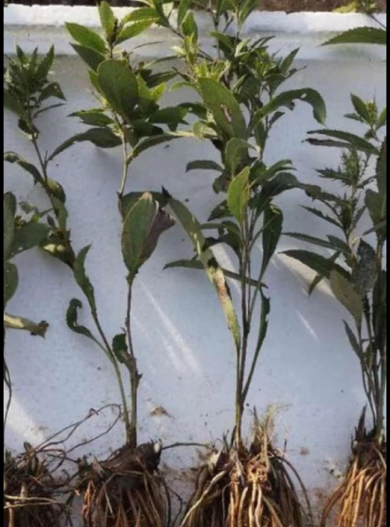 紫花中宽叶白芨种苗，技术指导，跟踪指导服务，成活率高