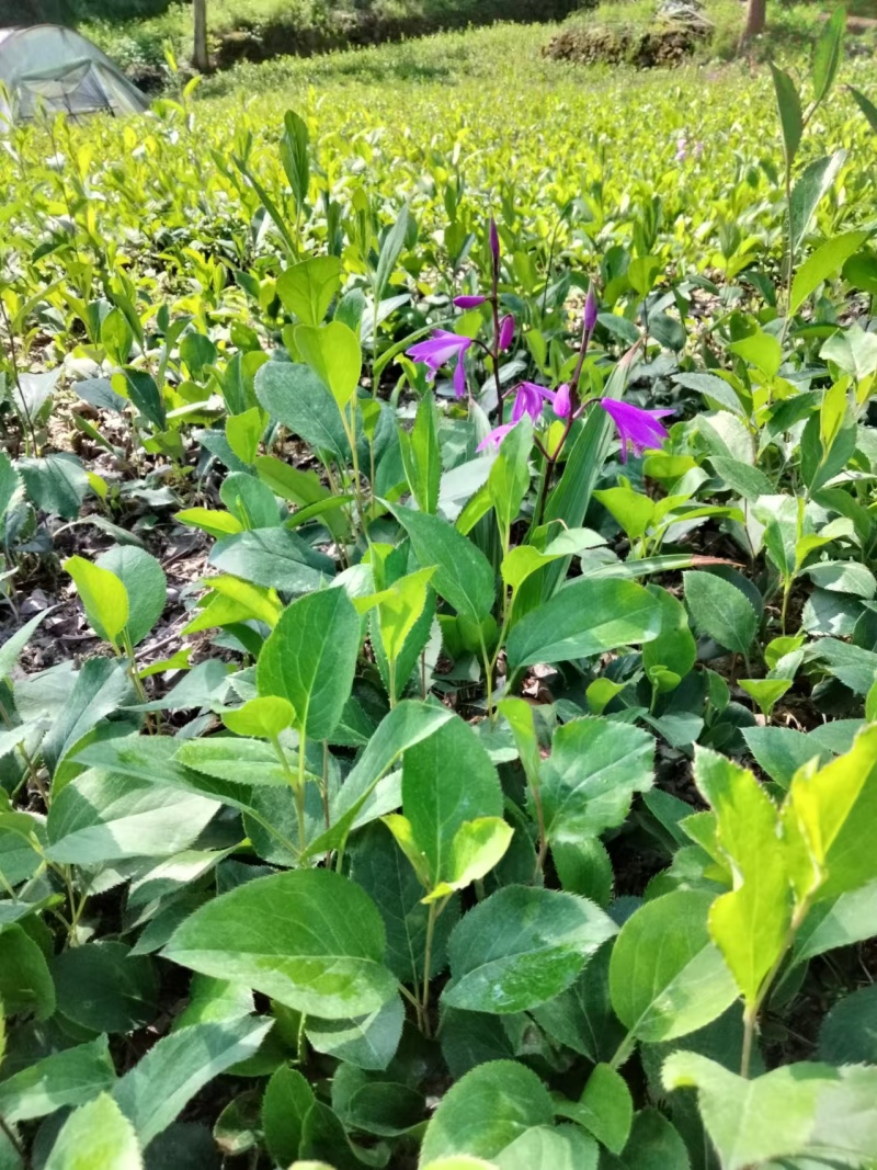 紫花中宽叶白芨种苗，技术指导，跟踪指导服务，成活率高
