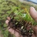 陕西白芨种苗白芨苗三叉白芨种苗三年白芨训化苗纯紫花中宽叶
