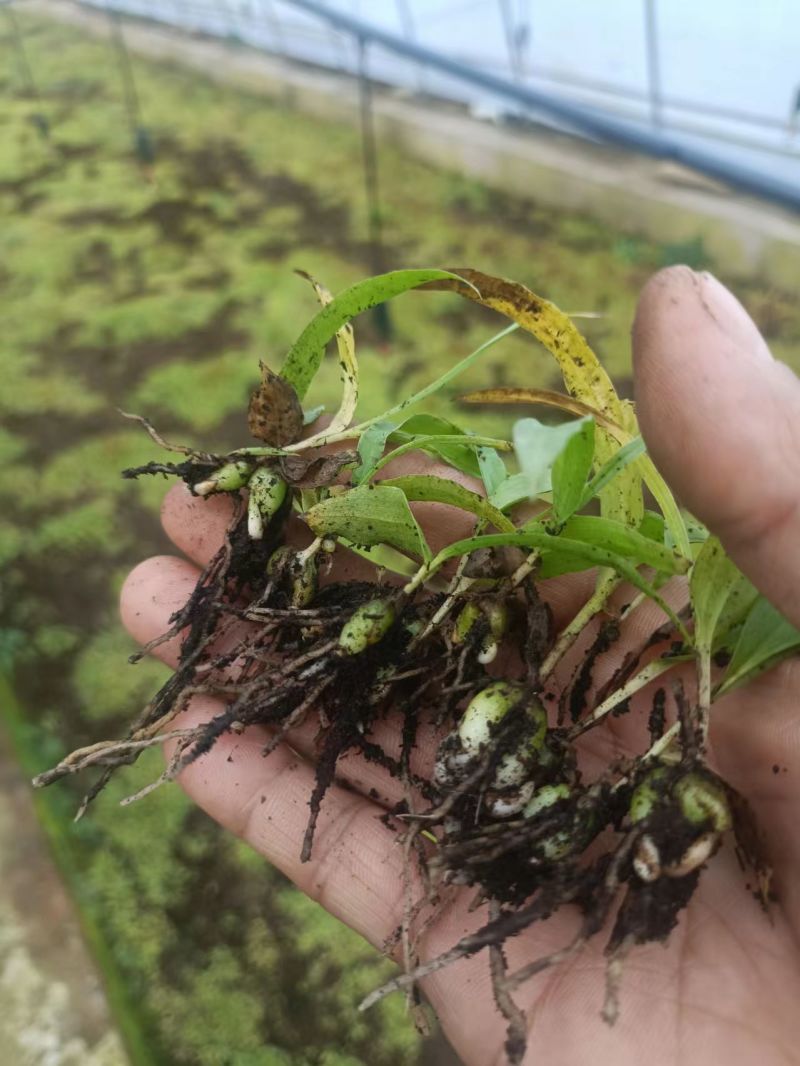 陕西白芨种苗白芨苗三叉白芨种苗三年白芨训化苗纯紫花中宽叶