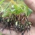 陕西白芨种苗白芨苗三叉白芨种苗三年白芨训化苗纯紫花中宽叶