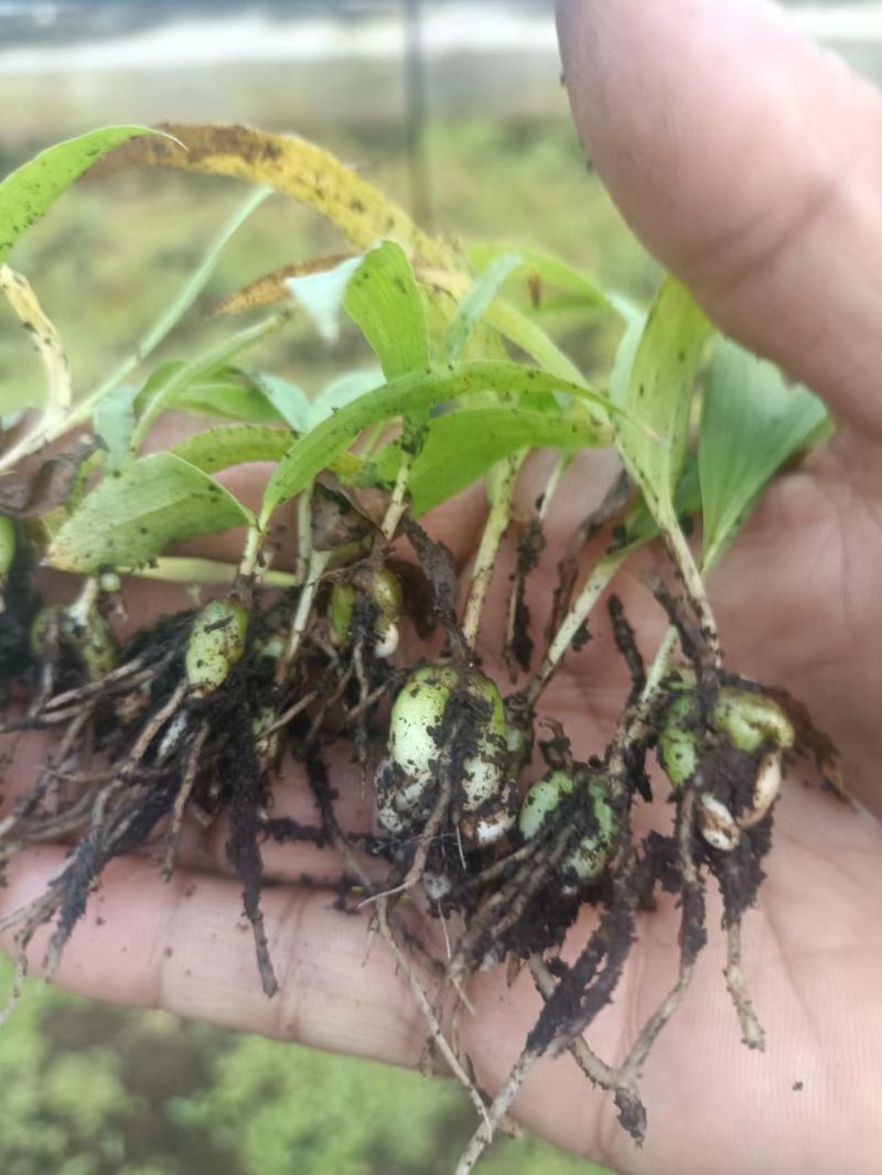 陕西白芨种苗白芨苗三叉白芨种苗三年白芨训化苗纯紫花中宽叶