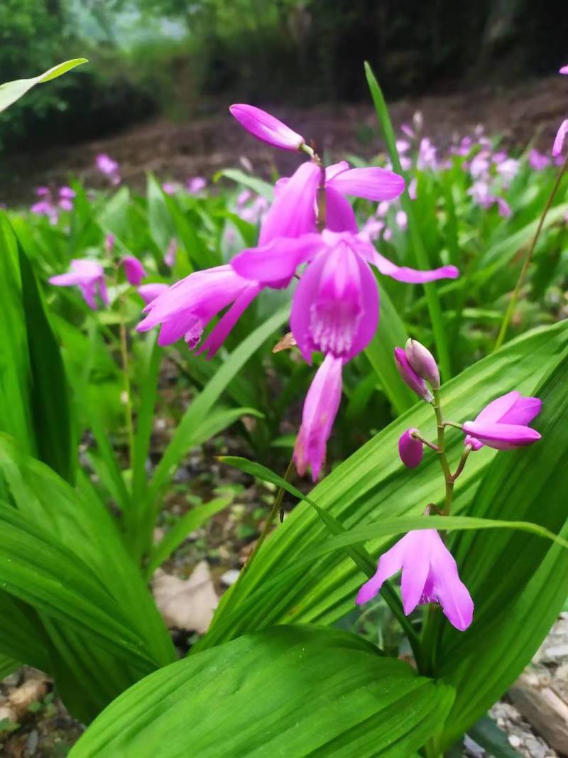 陕西白芨种苗白芨苗三叉白芨种苗三年白芨训化苗纯紫花中宽叶