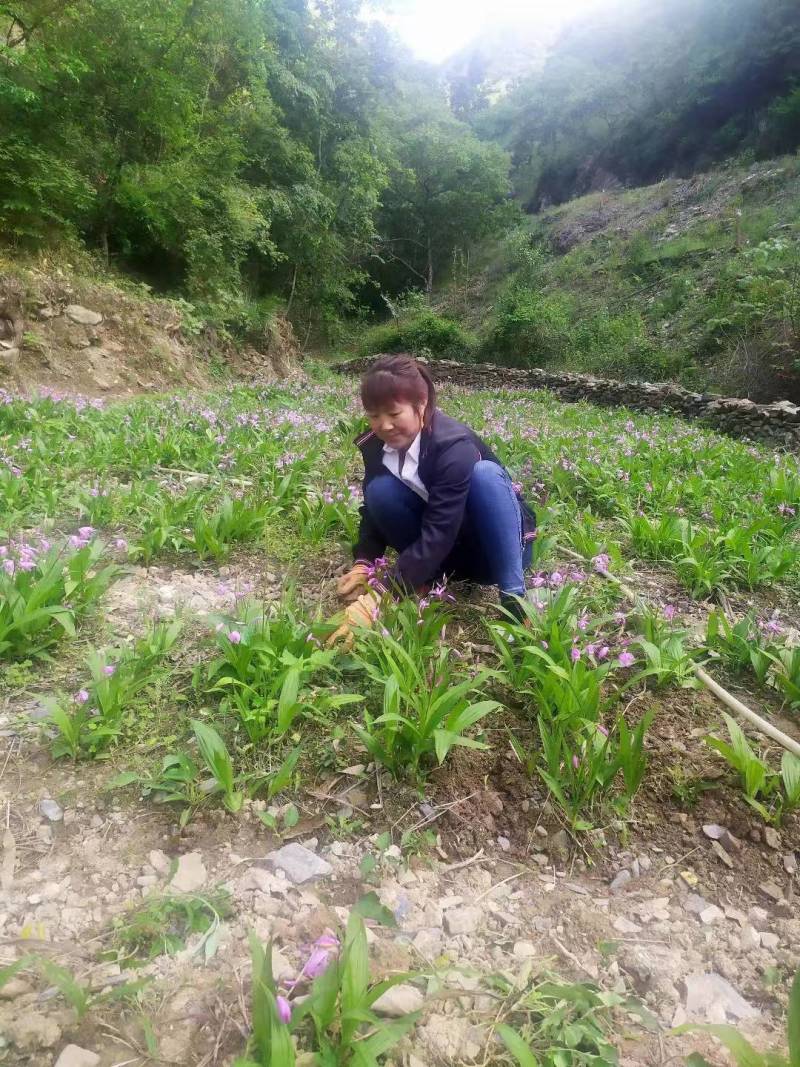 陕西白芨种苗白芨苗三叉白芨种苗三年白芨训化苗纯紫花中宽叶