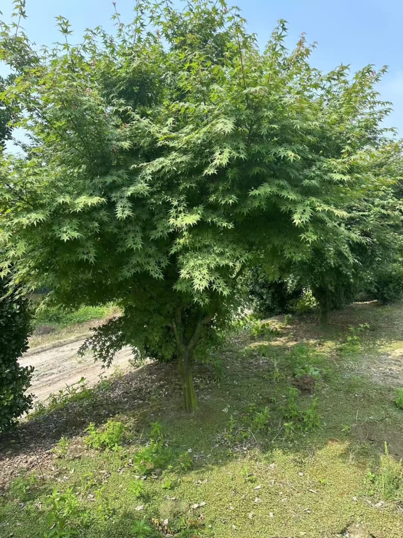 鸡爪槭10公分、12公分、15公分，基地有量，欢迎订购。