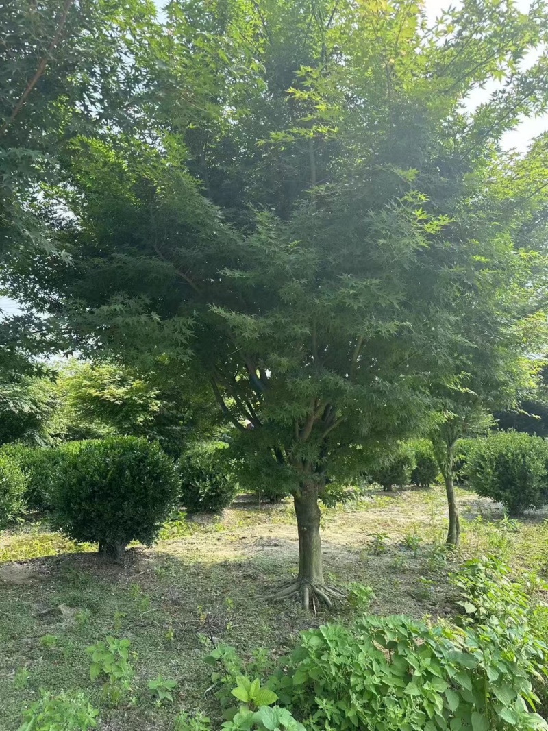 鸡爪槭10公分、12公分、15公分，基地有量，欢迎订购。