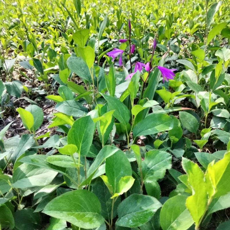 陕西镇安北苍术苗北苍术种苗现挖现发成活率高提供技术指导