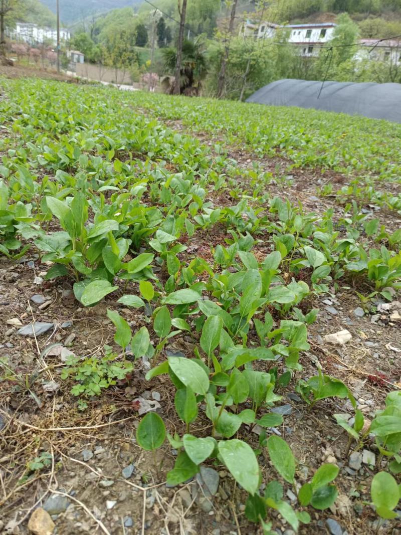 陕西镇安北苍术苗北苍术种苗现挖现发成活率高提供技术指导