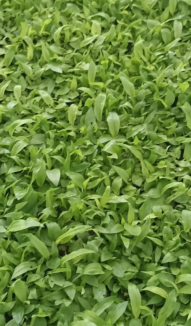 陕西镇安北苍术苗北苍术种苗现挖现发成活率高提供技术指导