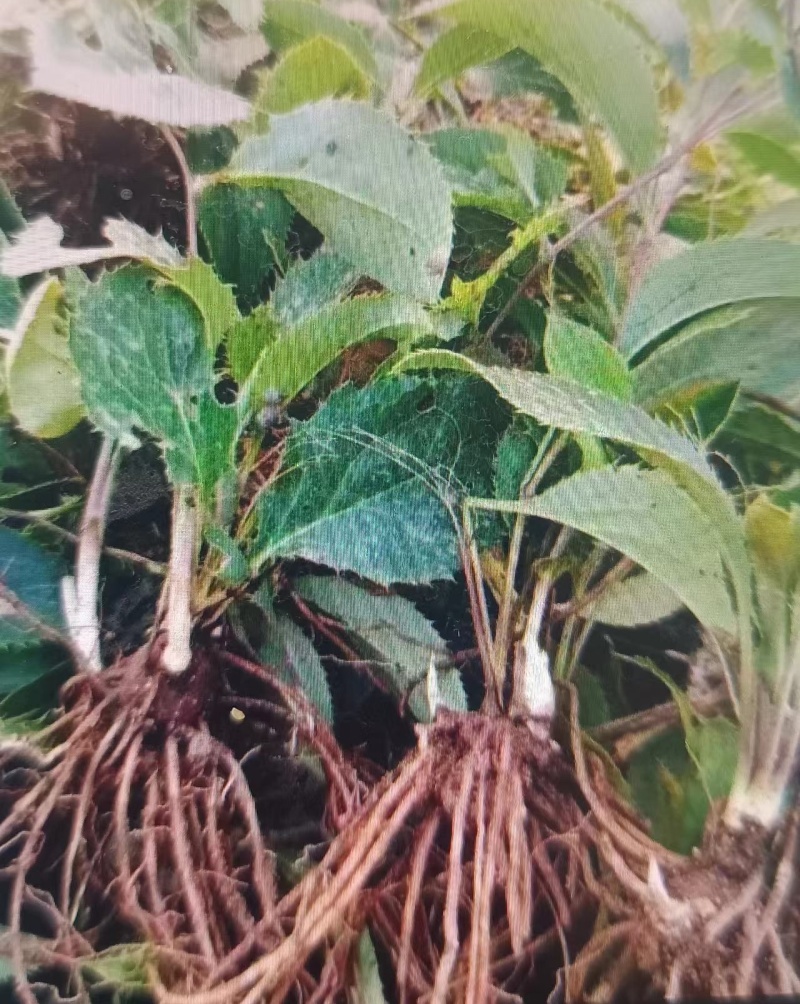 陕西镇安北苍术苗北苍术种苗现挖现发成活率高提供技术指导