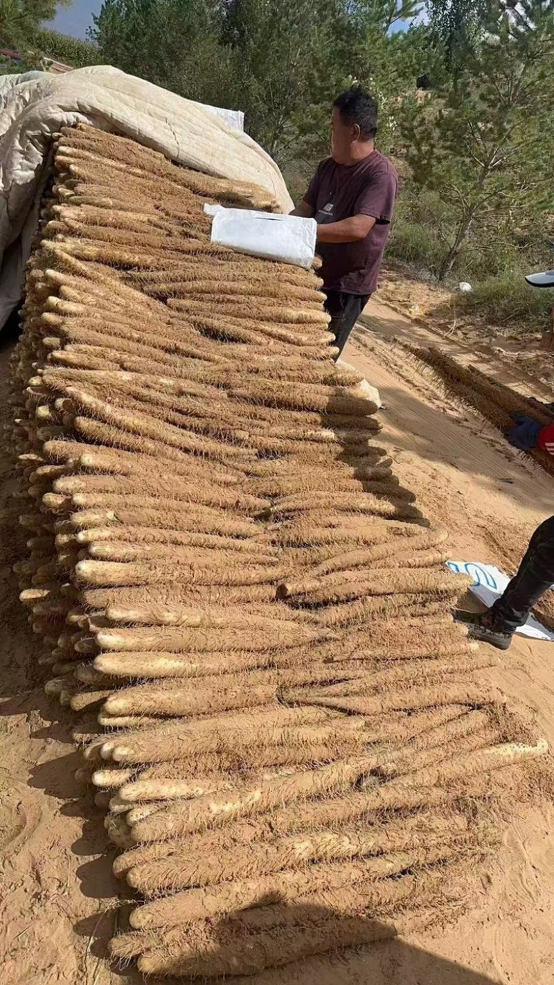 榆林白玉山药品质保证诚信经营，给你**高品质货源！