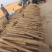 榆林白玉山药品质保证诚信经营，给你**高品质货源！