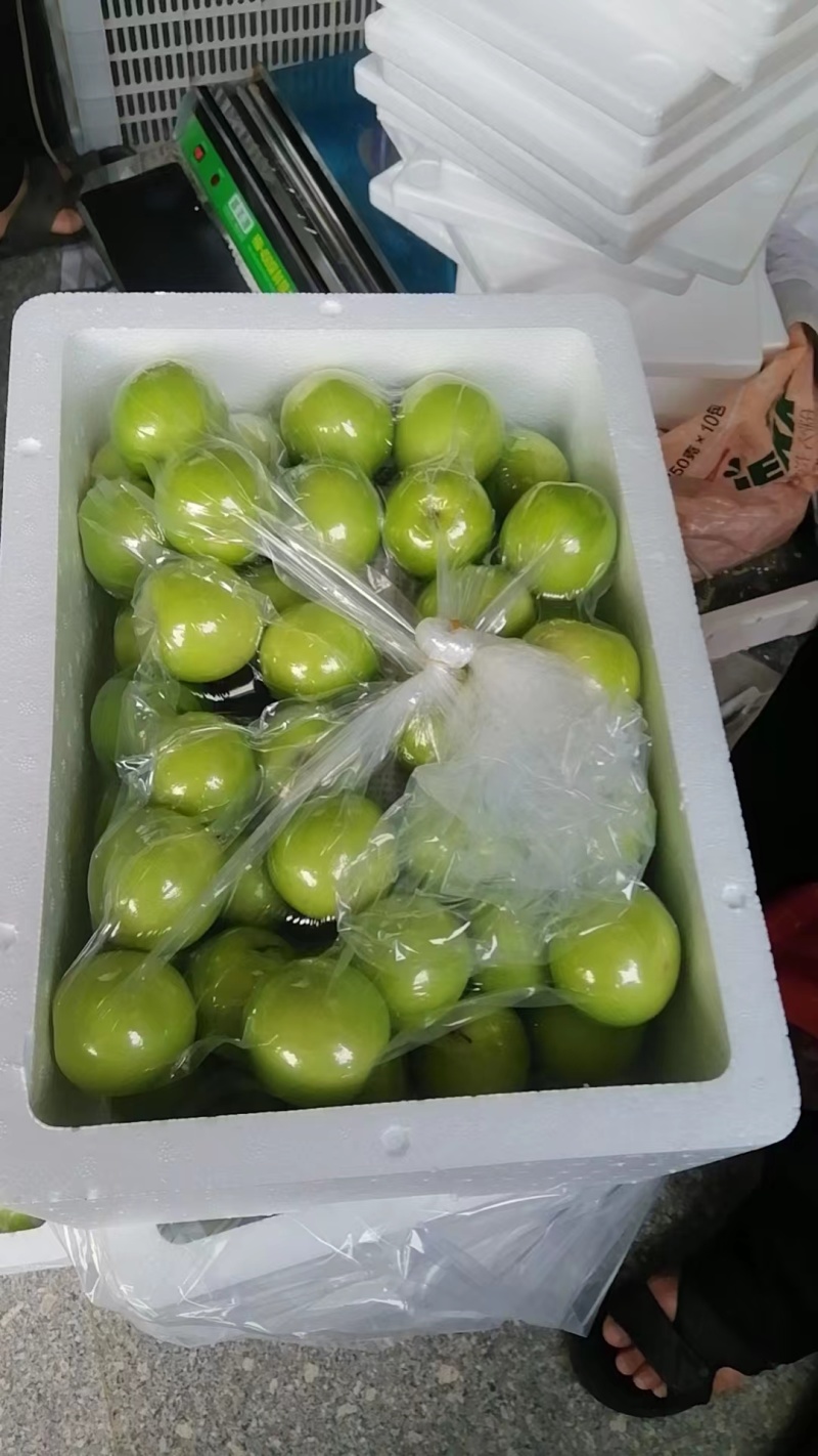 漳州市牛奶枣基地大量上市电商，超市批发欢迎采购，一件代发