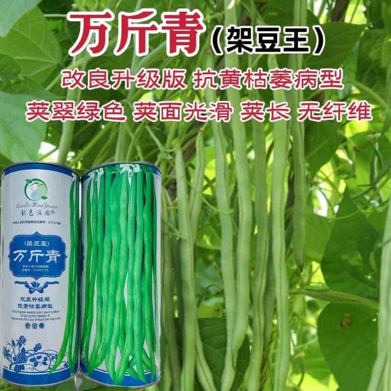 改良升级版万斤青架豆王种子无筋豆角种籽抗黄枯萎病四季架豆