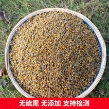 机筛优质湖北野菊花胎菊非统货精选颗粒胎菊
