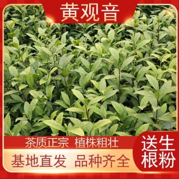105黄观音茶树苗批发价园林基地现拔现发咨询给优惠价