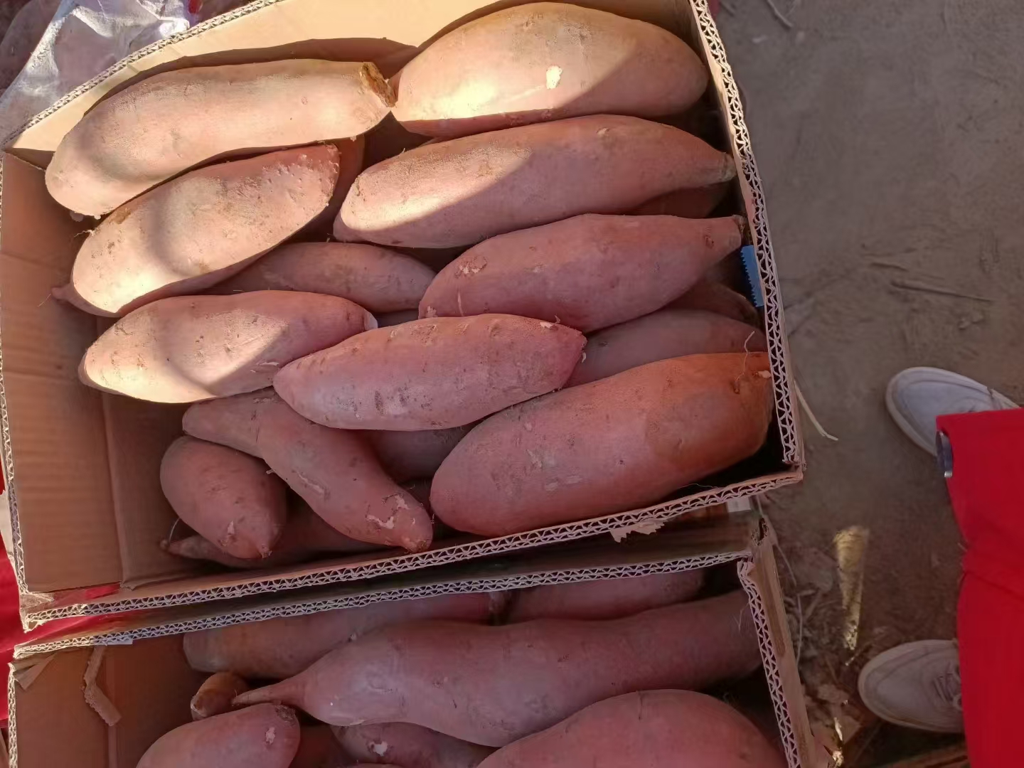 红薯与榨菜组合图