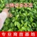105黄观音茶树苗批发价园林基地现拔现发咨询给优惠价
