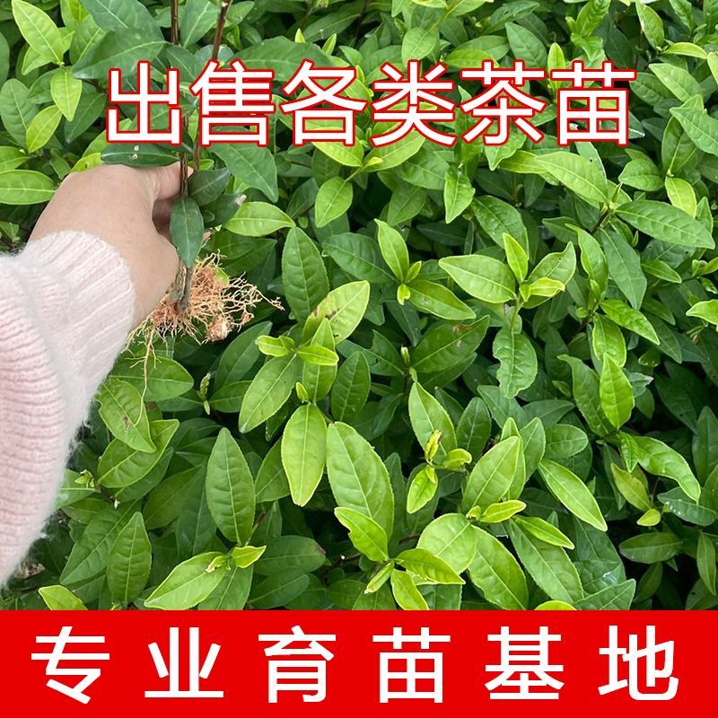 105黄观音茶树苗批发价园林基地现拔现发咨询给优惠价