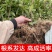 105黄观音茶树苗批发价园林基地现拔现发咨询给优惠价