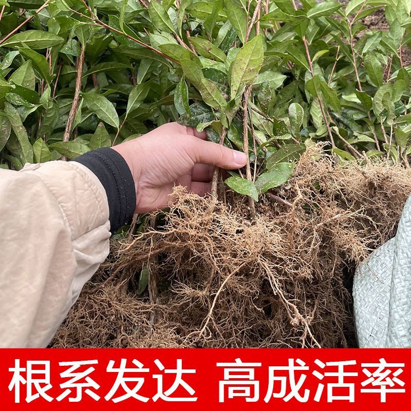 105黄观音茶树苗批发价园林基地现拔现发咨询给优惠价
