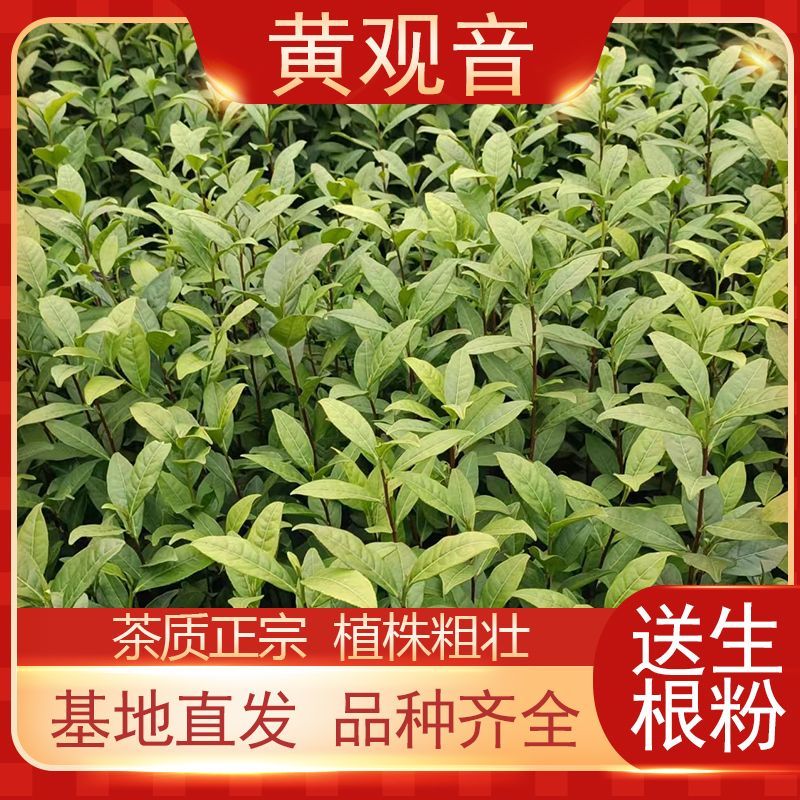 105黄观音茶树苗批发价园林基地现拔现发咨询给优惠价
