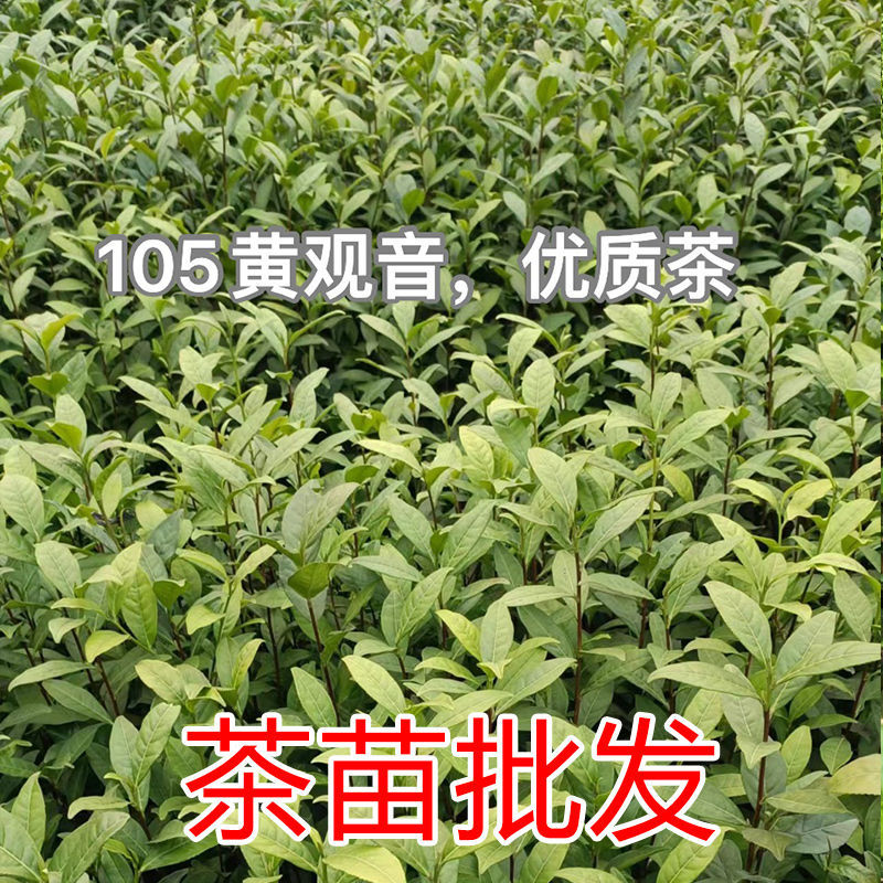 105黄观音茶树苗批发价园林基地现拔现发咨询给优惠价
