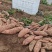 河北龙薯九,产地现货供应、电商超市各大市场档口