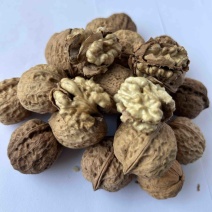 云南高山老树薄皮干核桃，2024年新果源头产地直供批发