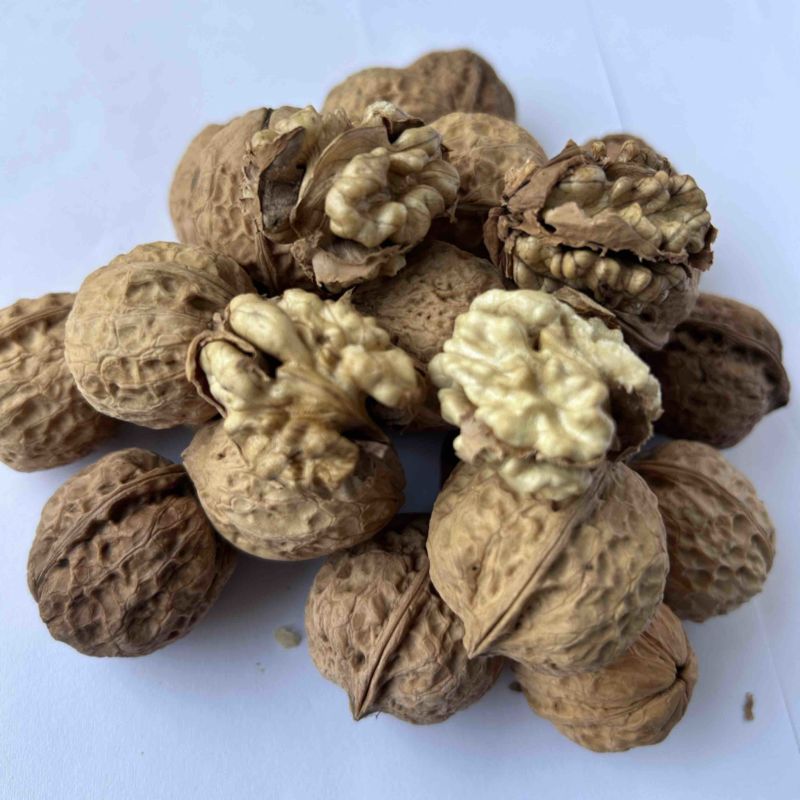 云南高山老树薄皮干核桃，2024年新果源头产地直供批发