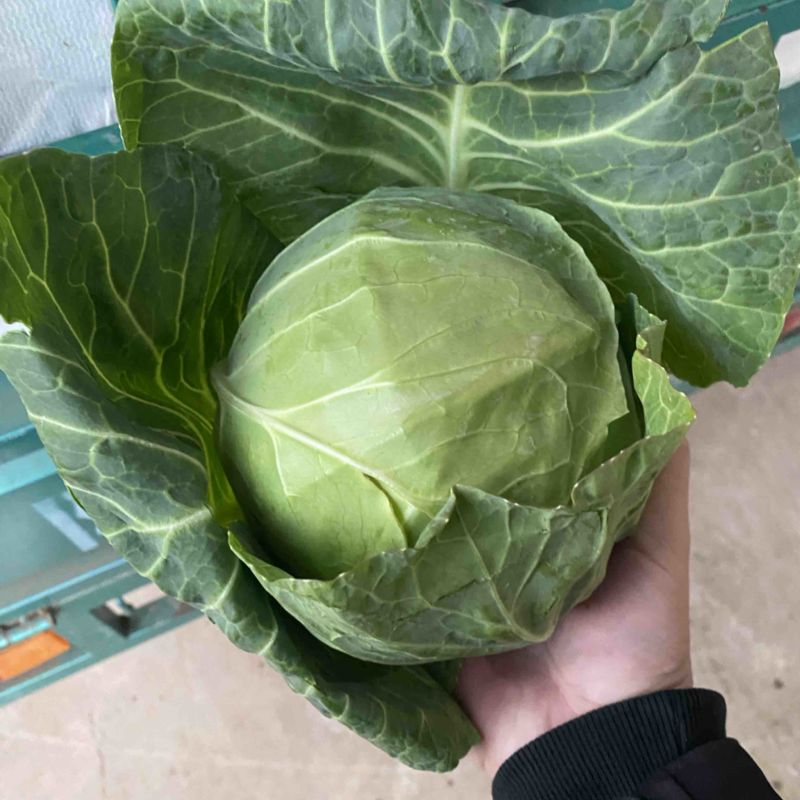本地精品甘蓝大量上市，供应稳定价格不高，欢迎各位采购