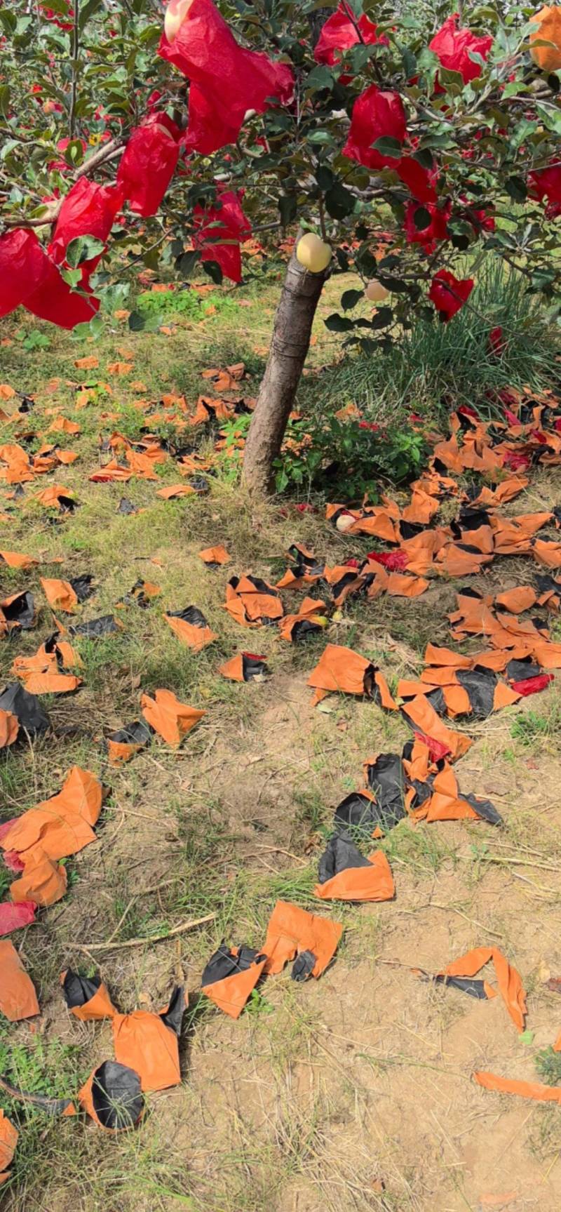 洛川红富士苹果。