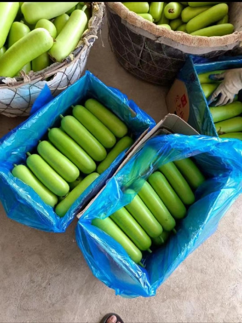 精品瓠瓜，产地直发，量大从优，诚信经营，欢迎大家前来选购