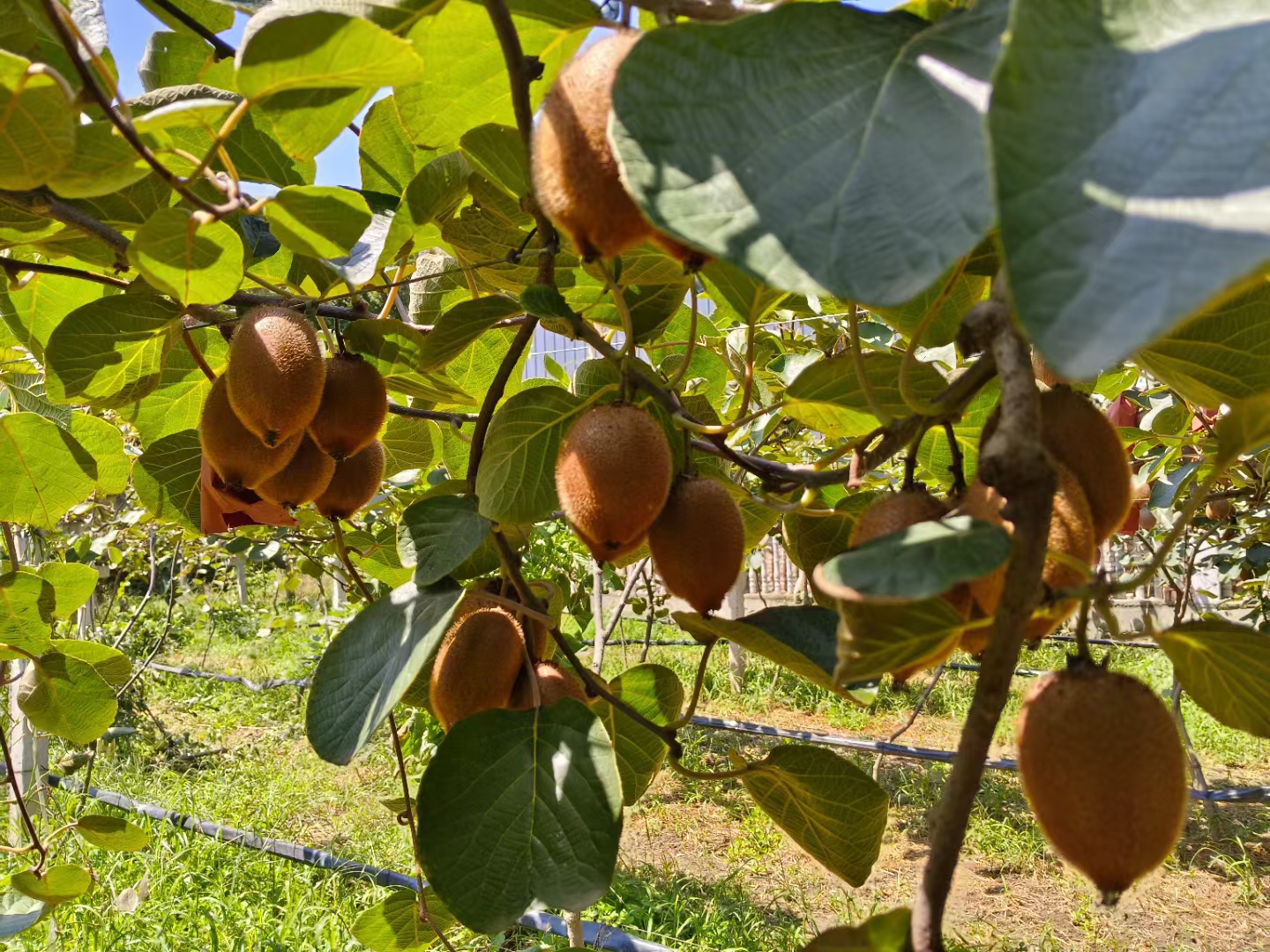 绿心猕猴桃催熟原理示意图