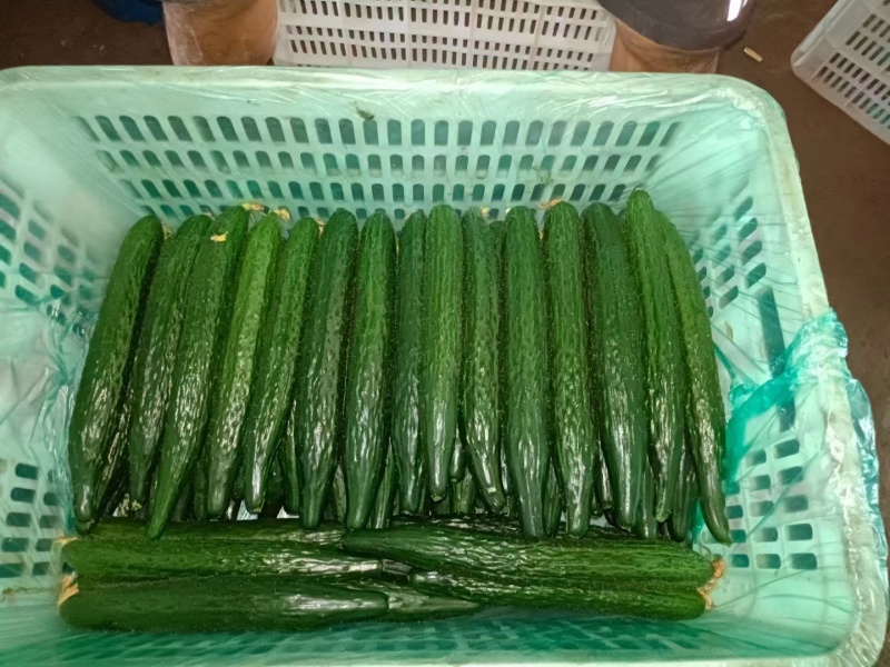 黄瓜，精品蜜刺，鲜花油亮，产地直发，货源充足，诚信经营