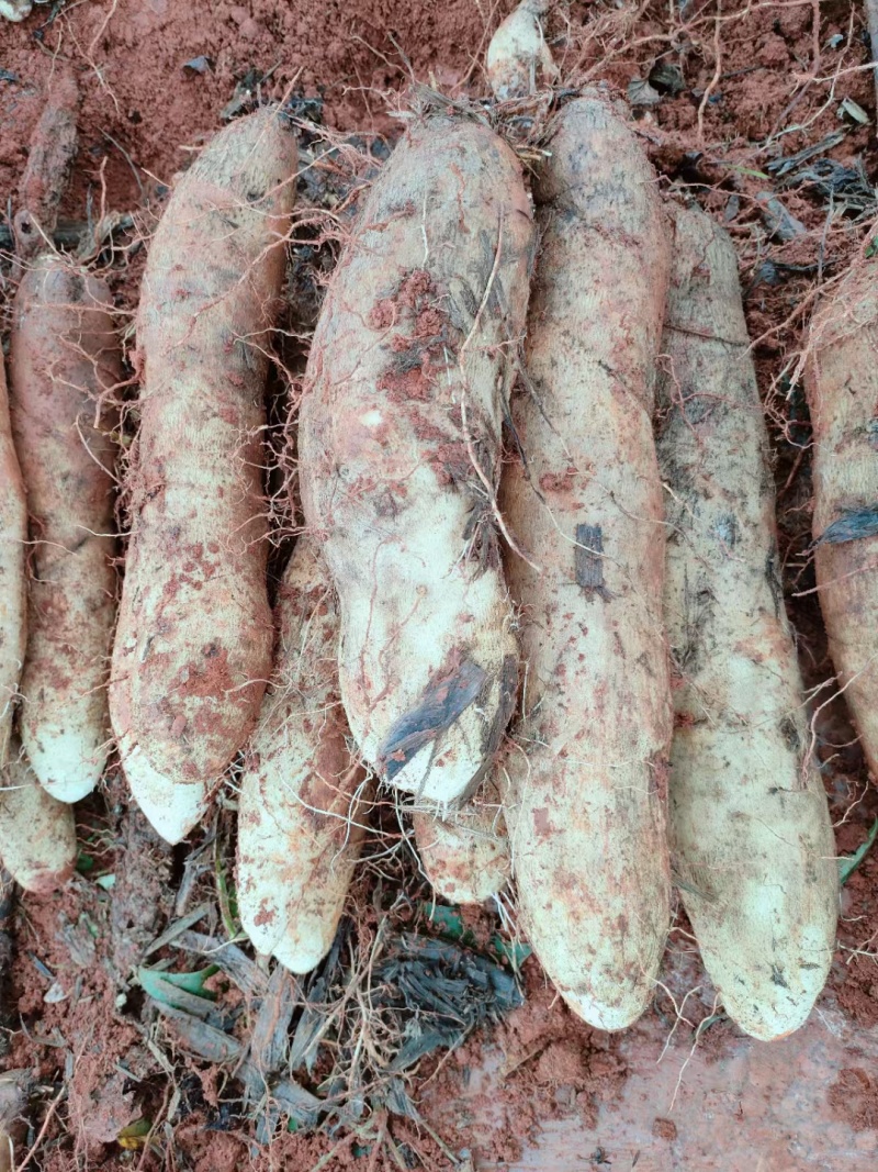 精品山药