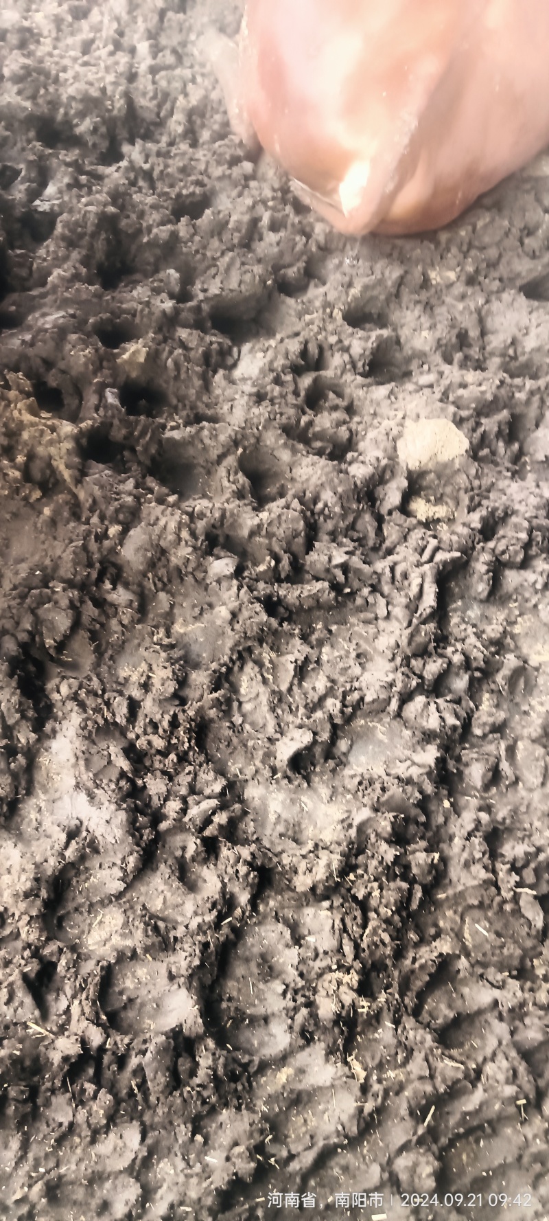 南阳科尔沁牛业公司，万头牛生产基地，量大质优。