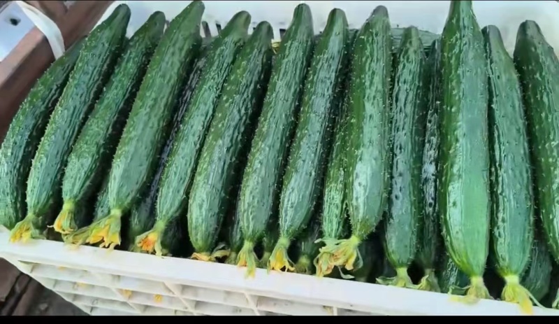 精品黄瓜，短把蜜刺，鲜花油亮，产地直发，货源充足诚信经营