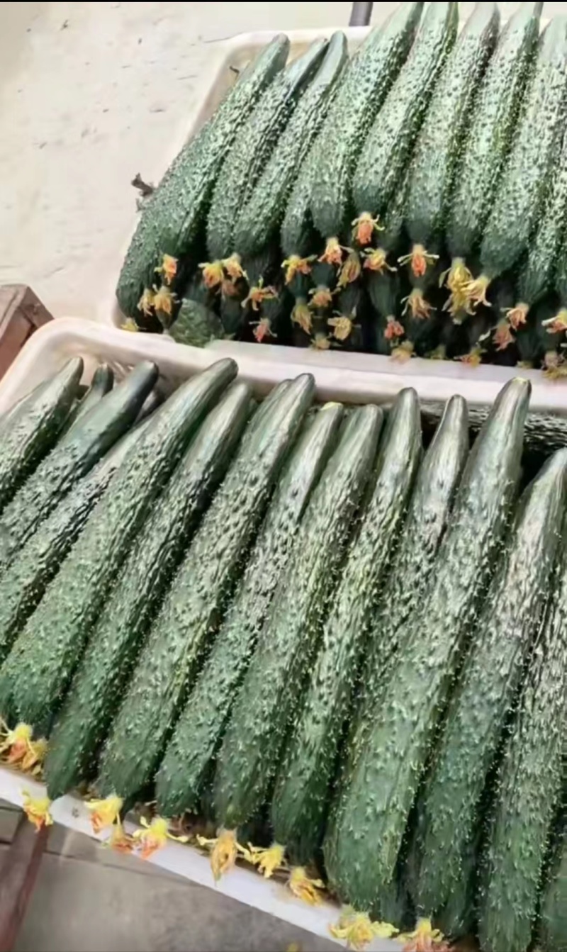 精品黄瓜，短把蜜刺，鲜花油亮，产地直发，货源充足诚信经营